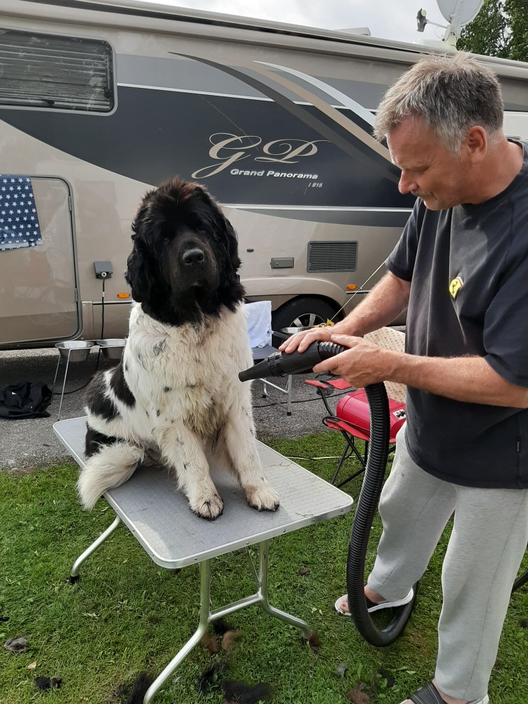 Grooming av Prima